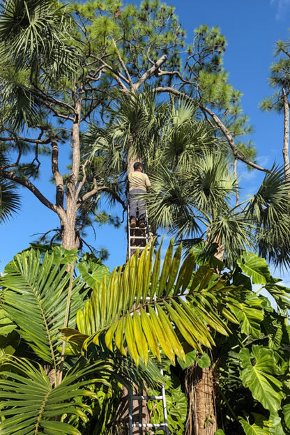 Downlighting or Moonlighting